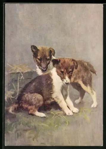 AK Zwei junge Collies vor einer Strohkiste