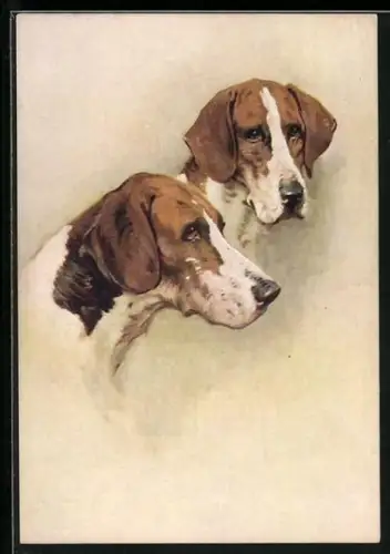 AK Zwei Foxhounds, Portrait