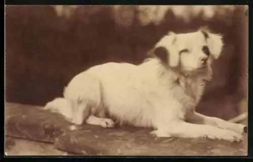 Foto-AK Weisser liegender Hund, Portrait