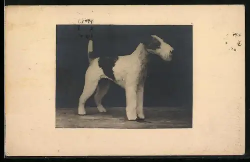 Foto-AK Foxterrier, Portrait von der Seite