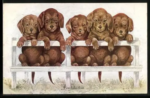 AK Fünf Hundewelpen auf einer Bank, Neujahrsgruss