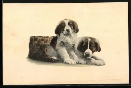 AK Zwei junge Bernhardiner mit einem Spankorb