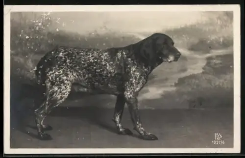 AK Jagdhund vor Landschaftskulisse, Portrait