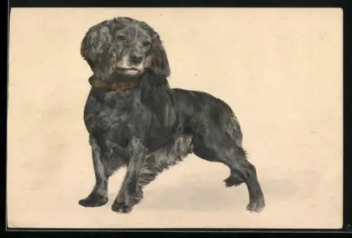 AK Irish Setter mit Halsband, Portrait