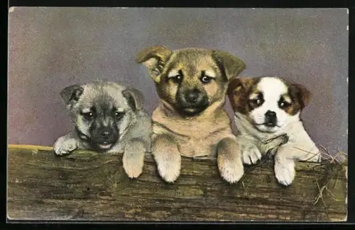 AK Drei Hundewelpen nebeneinander, Portrait