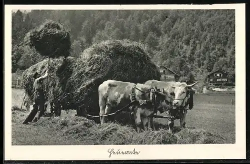 AK Bauer beim Heuen mit Ochsen-Gespann