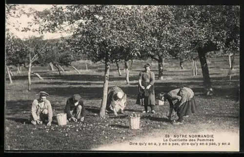 AK Normandie, Obstbauern beim auflesen der Früchte