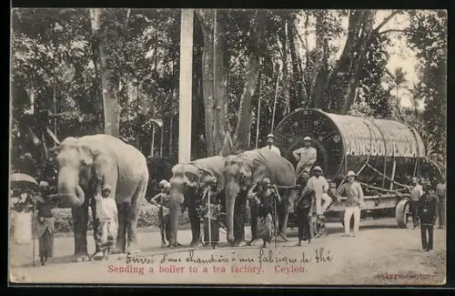 AK Ceylon / Sri Lanka, Elefanten beim Transport eines Kessel für eine Teefabrik
