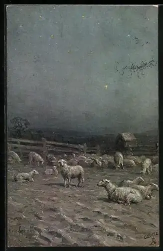 AK Schafherde im Gatter unter Sternenhimmel