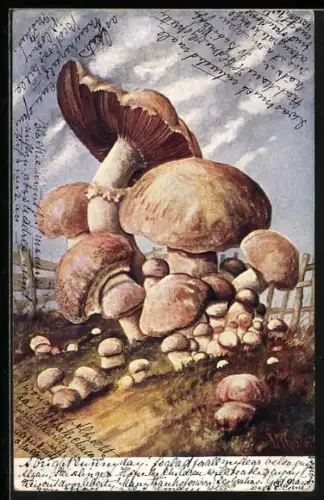 AK Grosse Pilze auf einer Wiese stehend