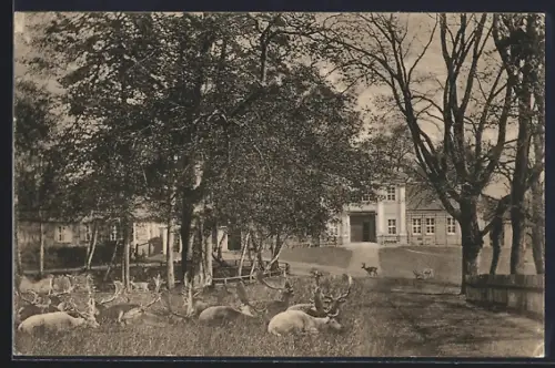 AK Neustrelitz, Partie im Tiergarten
