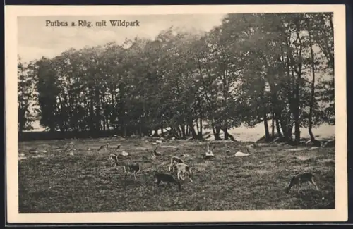 AK Putbus a. Rüg., Wildpark