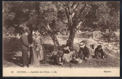 AK Hyères, Cueilette des Olives