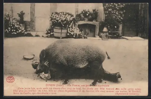AK Cunfin, Mlle Finette, une jeune Laie apprivoisée, Trüffelschwein