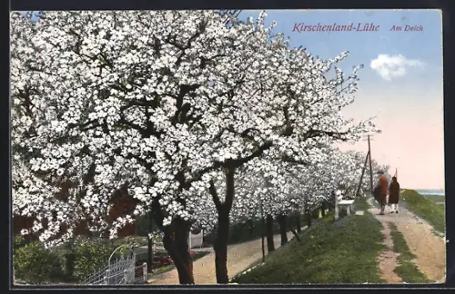 AK Lühe / Altenland, blühende Kirschbäume am Deich