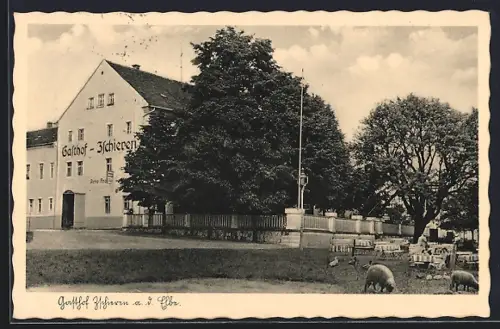 AK Dresden, Gasthof Zschieren, Bes. Arno Franke, Aussenansicht mit Schafen