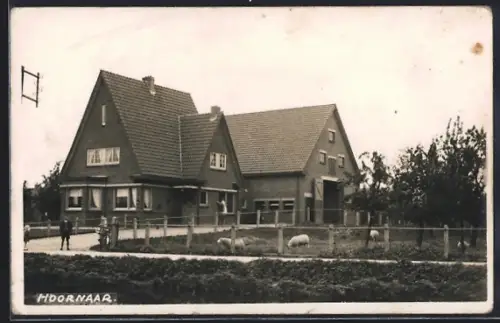 AK Hoornaar, Gehöft mit Schafen