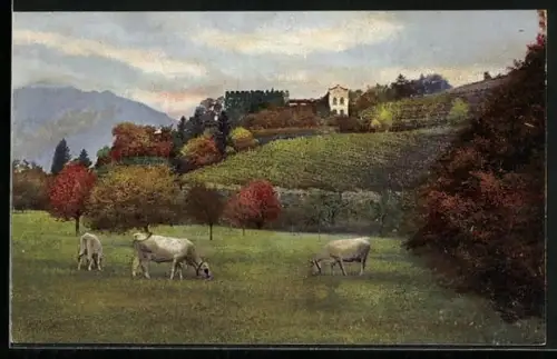 Künstler-AK Photochromie Nr. 3497: Obermais bei Meran, Schloss Trauttmannsdorf mit weidenden Kühen