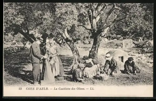 AK La Cote d`Azur, Cueillette des Olives, Olivenernte