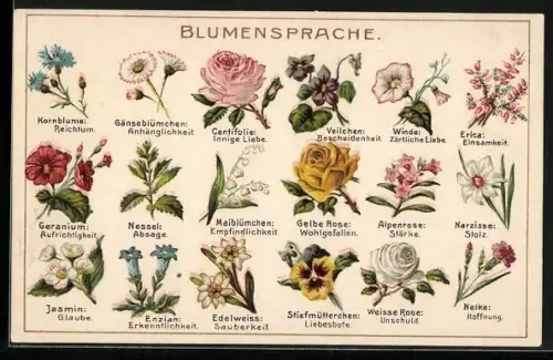 AK Blumensprache, Centifolie: Innige Liebe, Veilchen: Bescheidenheit, Winde: Zärtliche Liebe