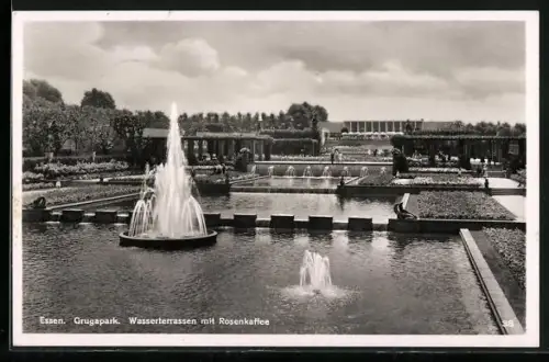 AK Essen, Grugapark, Wasserterrassen mit Rosenkaffee