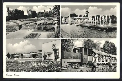 AK Essen, Gruga, Aquarium, Springbrunnen, Schmalbahn Zornige Ameise