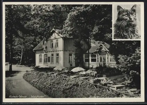 AK Rinteln-Weser, Gaststätte Waldkater, Bes. Fr. Mühlenberg, Katze