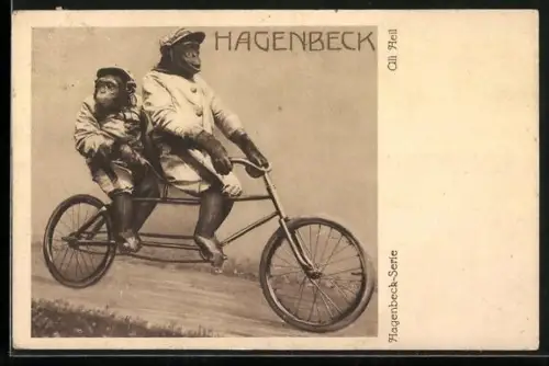 AK Affen des Hagenbeck-Tierparks fahren auf einem Tandem