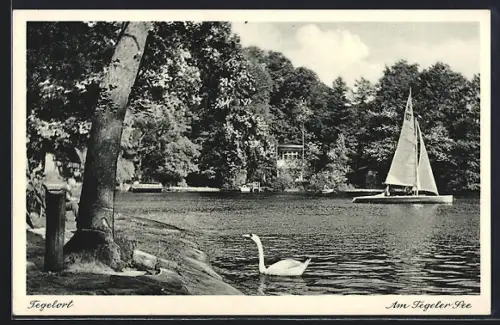 AK Berlin-Tegelort, Am Tegeler See, Segelboot, Schwan, Ufer