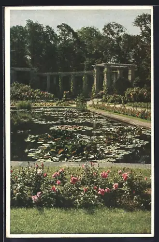 AK Berlin, Königlicher Tiergarten, Rosarium mit Pergola & Seerosenteich
