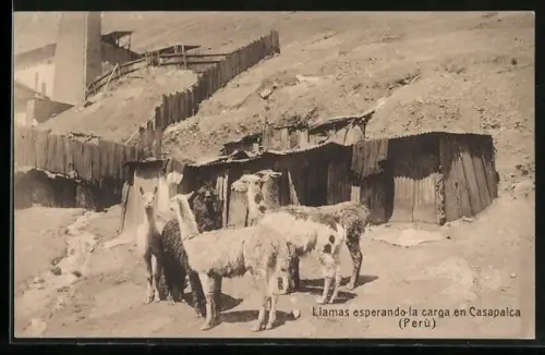 AK Casapalca, Llamas esperando la carga