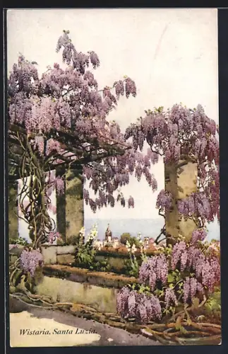AK Madeira, Wistaria, San Luzia