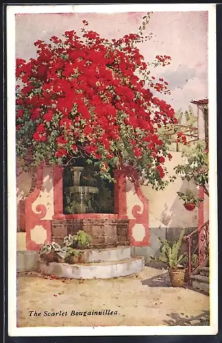 AK Madeira, The Scarlet Bougainvillea