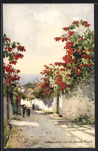 AK Madeira, Pointsettia on the Mount Road