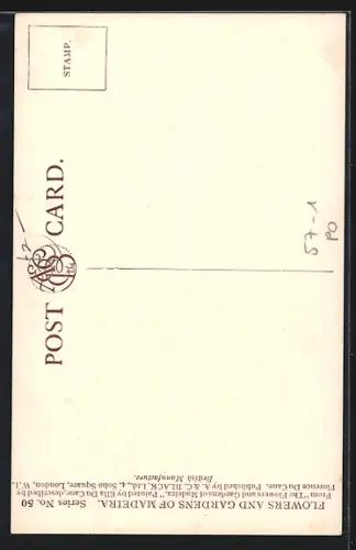 AK Madeira, Pointsettia on the Mount Road