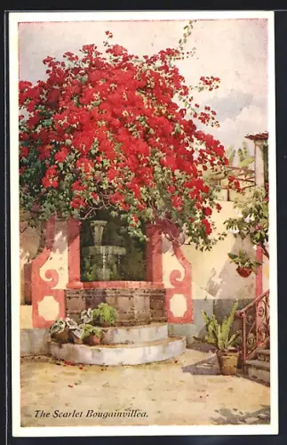 AK Madeira, The Scarlet Bougainvillea