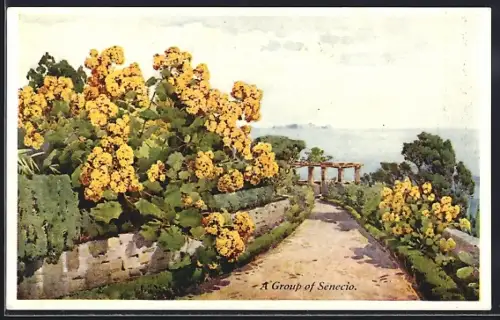 AK Madeira, Gruppe von Senecio-Blumen auf der Insel