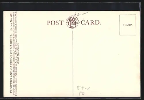 AK Madeira, Gruppe von Senecio-Blumen auf der Insel