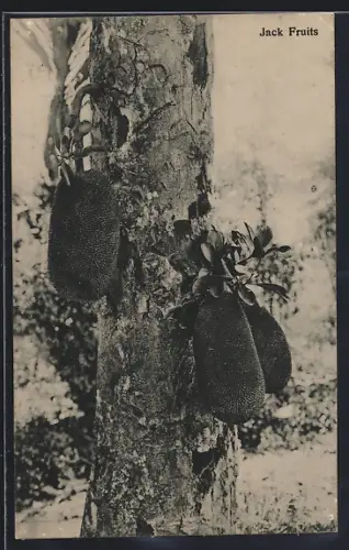 AK Singapur, Jack Fruits on a tree