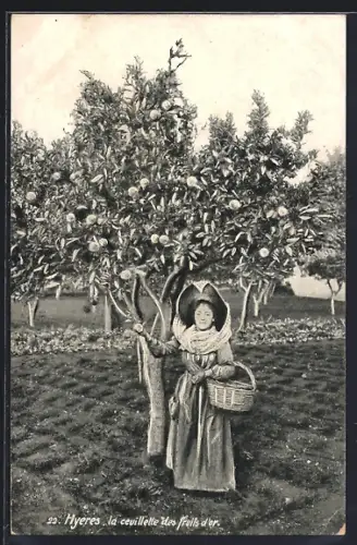 AK Hyeres, Le Cevilette de fruits d`or