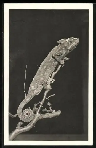 AK Wien, Schönbrunn, Menagerie, Chamäleon auf einem Zweig