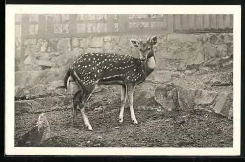 AK Wien, Junge Axishirschkuh im Tierpark
