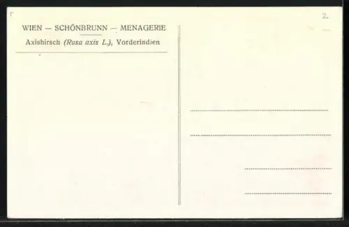 AK Wien, Junge Axishirschkuh im Tierpark