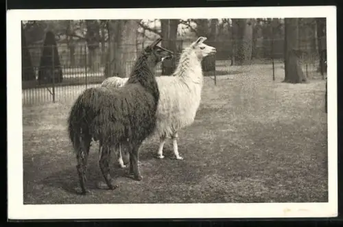 AK Wien-Schönbrunn, Menagerie, Lamas