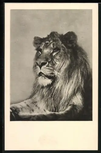 AK Portrait eines Löwe