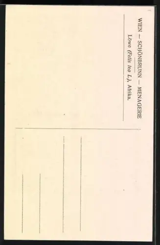 AK Portrait eines Löwe