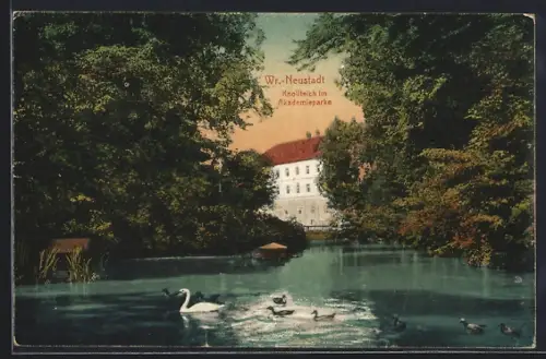 AK Wr.-Neustadt, Knollteich im Akadiemieparke