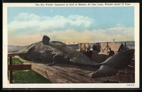 AK Gulf of Mexico, The Big Whale, 65 feet long, weight about 75 tons