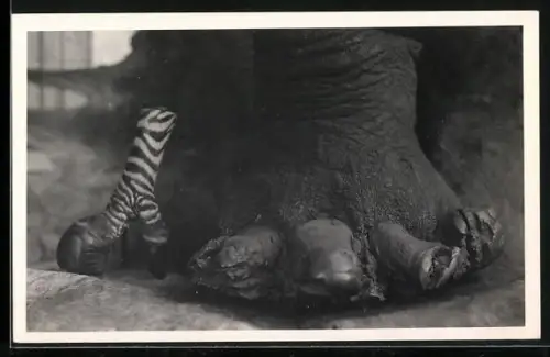 Foto-AK Casimir Zagourski, Elefantenfuss und Zebrafuss mit Erkrankung