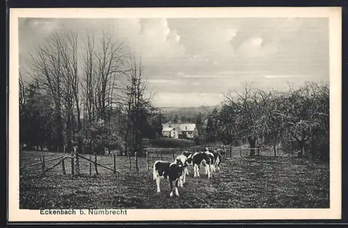 AK Nümbrecht, Weide mit Kühen und Bauernhaus am Eckenbach